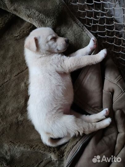 Кремовые малыши девочки и мальчик ищут дом