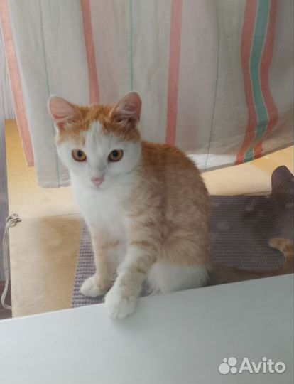 Котик, 6-7мес, кастрирован