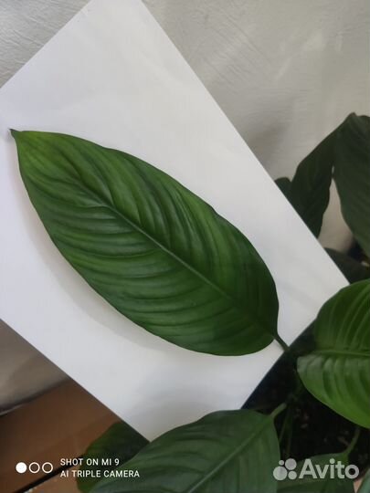 Спатифиллум