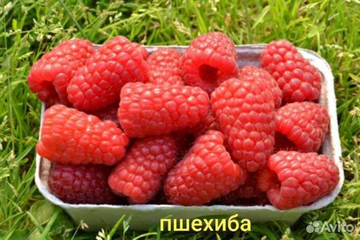 Саженцы малины Пшехиба