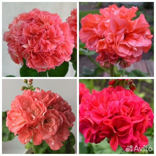 Пеларгонии сортовые