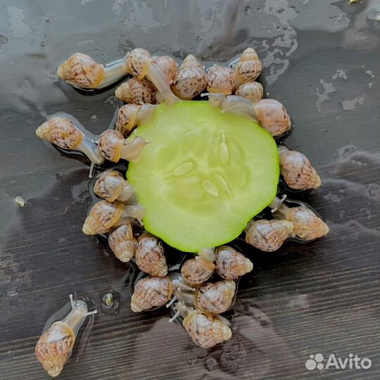 Улитки ахатины