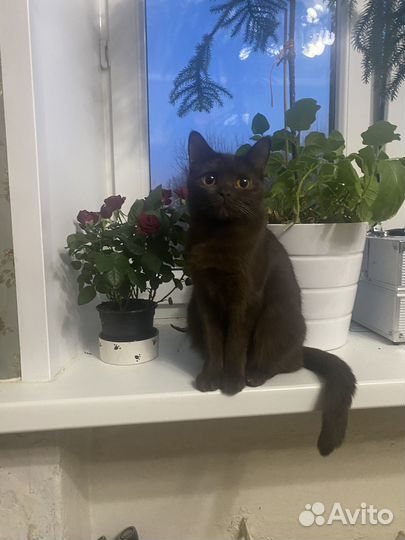 Шотландские кошки шоколадного окраса и лилового