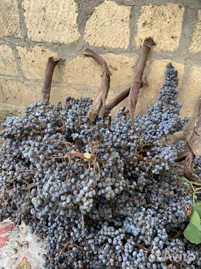 Семена пальмы Форчуна Трахикарпус