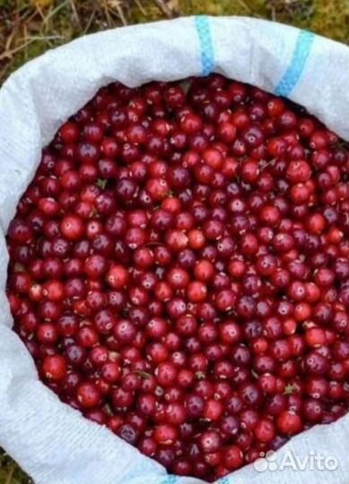 Клюква Брусника Черника Облепиха Калина Ягоды