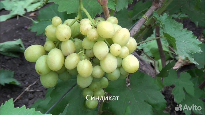 Продам вегетирующие и однолетние саженцы винограда