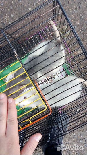 Крыса дамбо