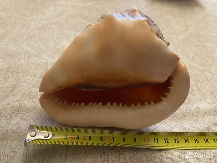 Раковина (ракушка) морская