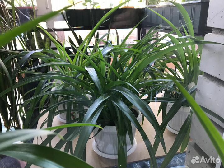 Хлорофитум