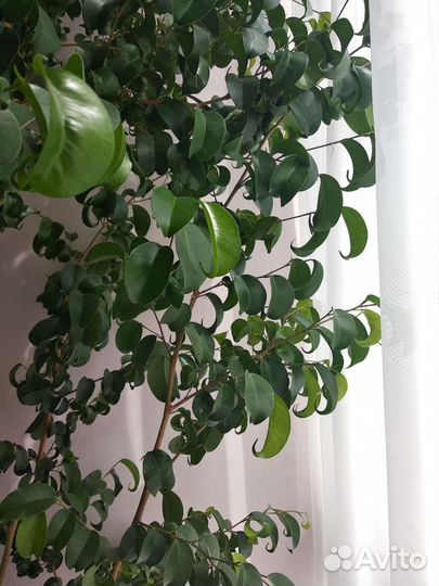 Фикусы разных сортов