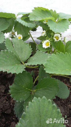 Маршал,максим и солнечная полянка