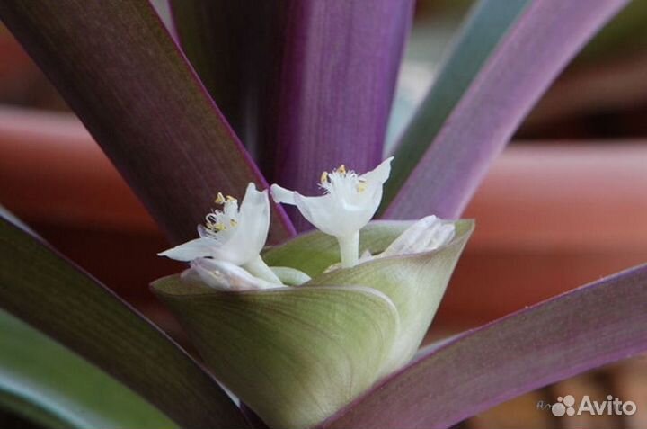 Роэ- ладья Моисея и Узамбарская махр. фиалка