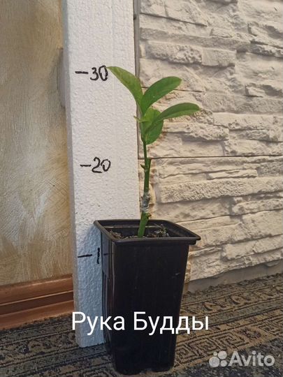 Цитрусовые растения, инжир