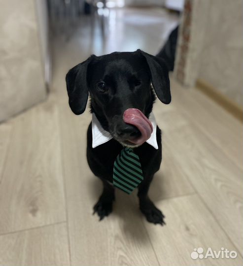 Галстук для собак