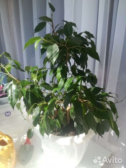 Фикус бенджамина