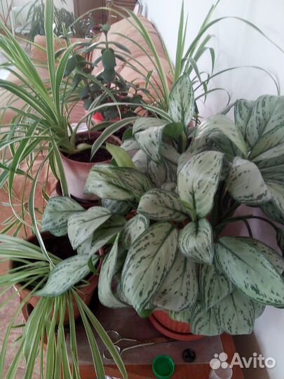 Комнатные растения