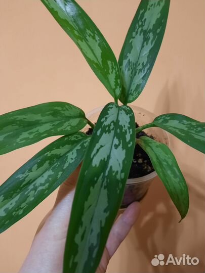 Аглаонема cutlass