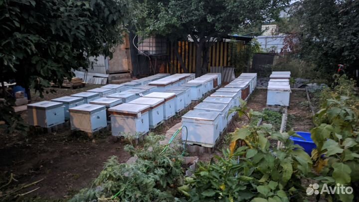 Продается пасека