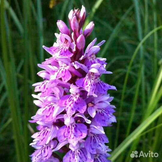 Пальчатокоренник, лесная орхидея, кукушкина слеза