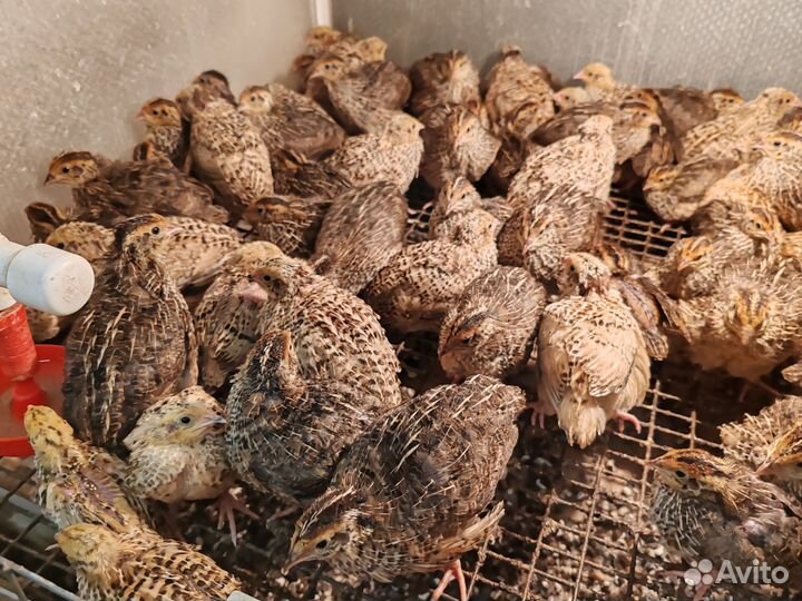 Перепела, инкубационное яйцо