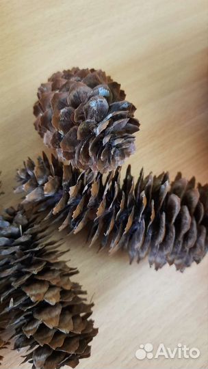 Шишки еловые