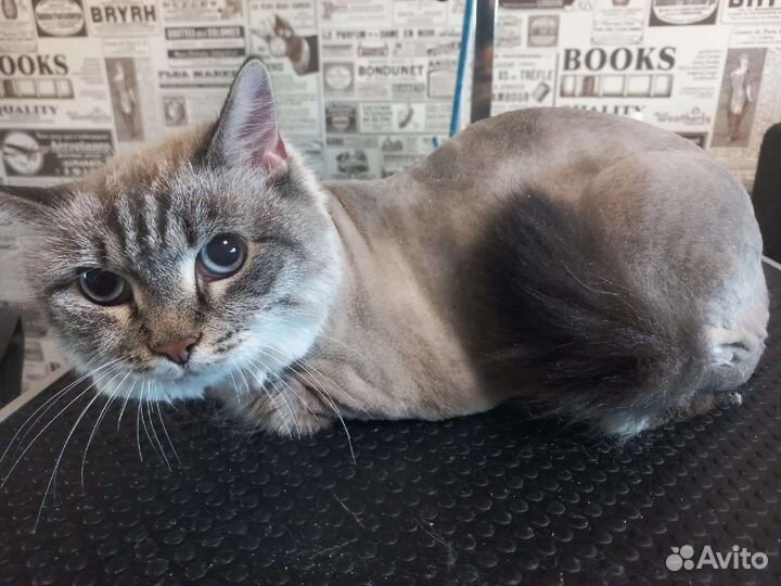 Стрижка собак и кошек/экспресс -линька