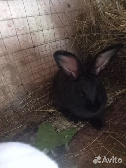 Кролики помесные