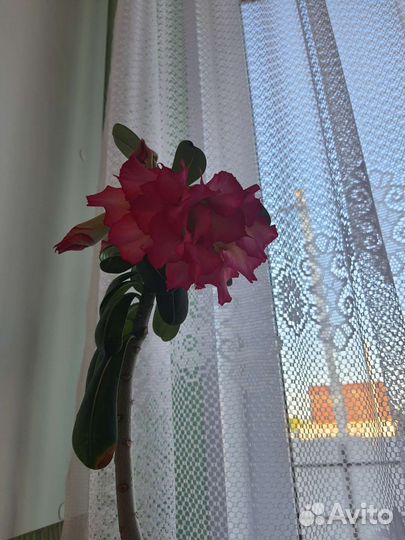 Адениум взрослый