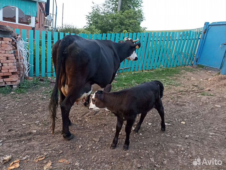 Животные крс