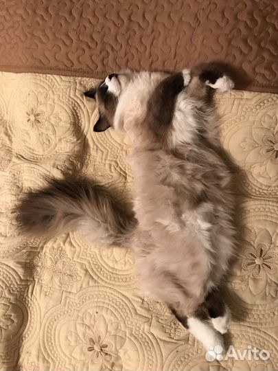 Вязка, кот, жених, невская маскарадная