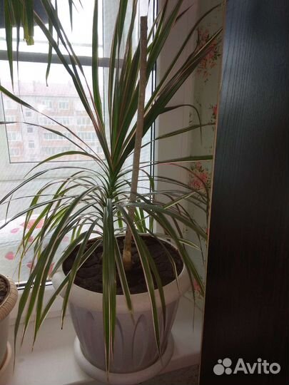 Комнатные цветы - драцена