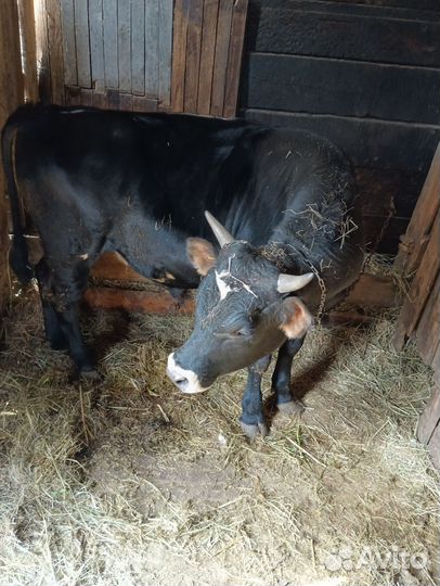 Был и телка на племя