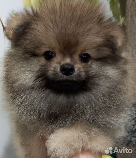 Щенки шпица