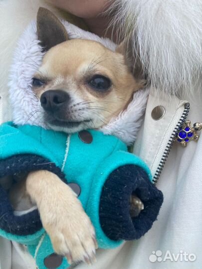 Вязка микрочихуа