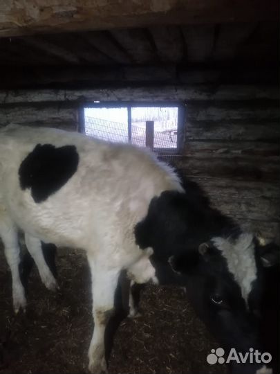 Корова с теленком