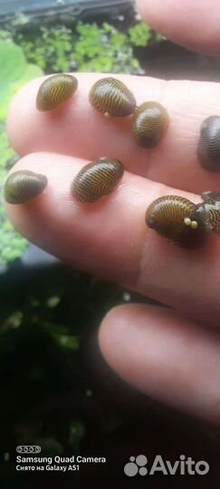 Теодоксус улитка Неретины