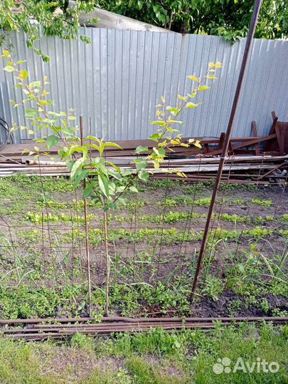 Дед и не только на час