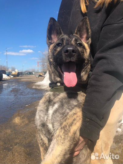 Спасите молодую собаку