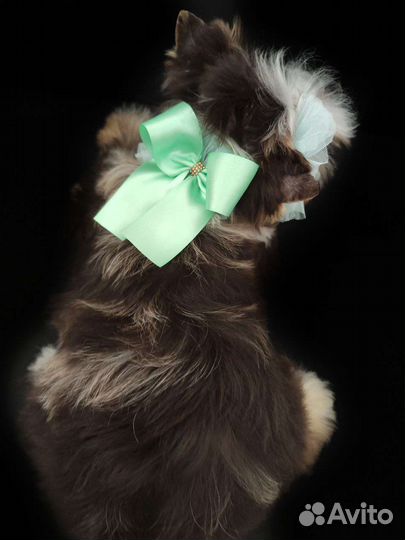 Йоркширский терьер щенки