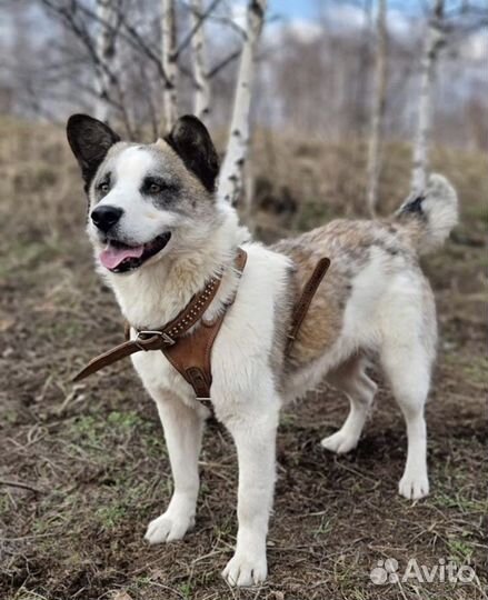 Панда из приюта ищет дом