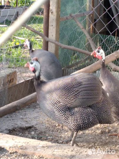 Яйца инкубационные цесарки