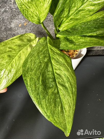 Сциндапсус perakensis mint variegated