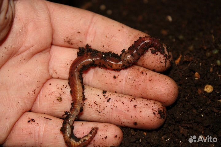 Червь дендробена