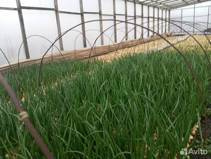 Зелень лука