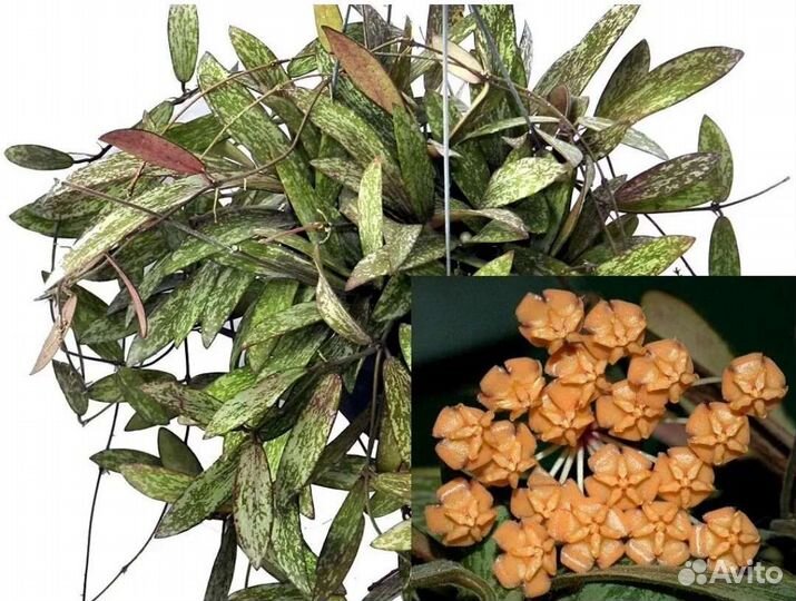 Калатея Маккоя, Хойя, Компакта, Шеперди, Ретуза