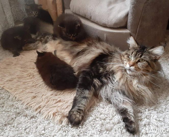 Котята мейн-кун