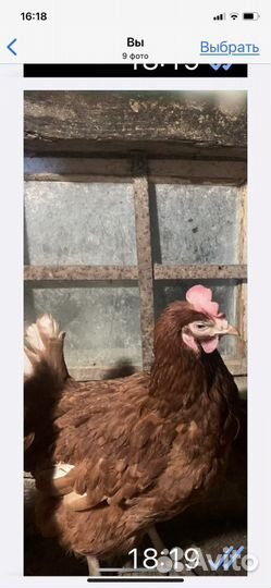 Курочки несут яйца