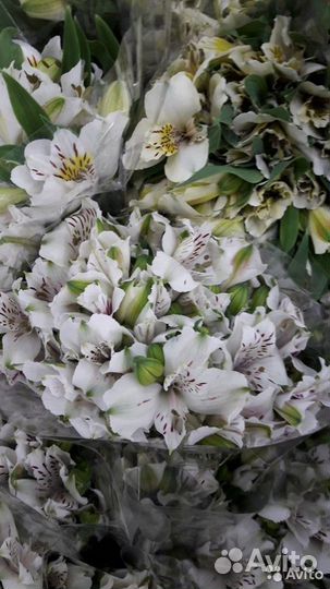 Букет цветы альстромерия