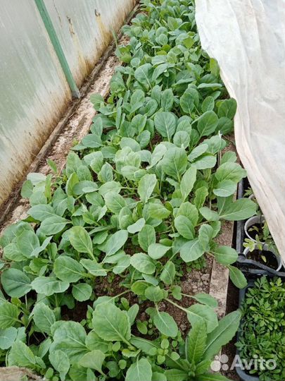 Продам рассаду