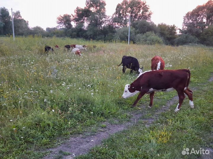 Телки бычки герефорды